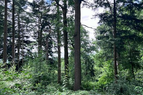 Woodland for sale, Craig-y-cae Woodland, Llandrindod Wells, Powys LD1