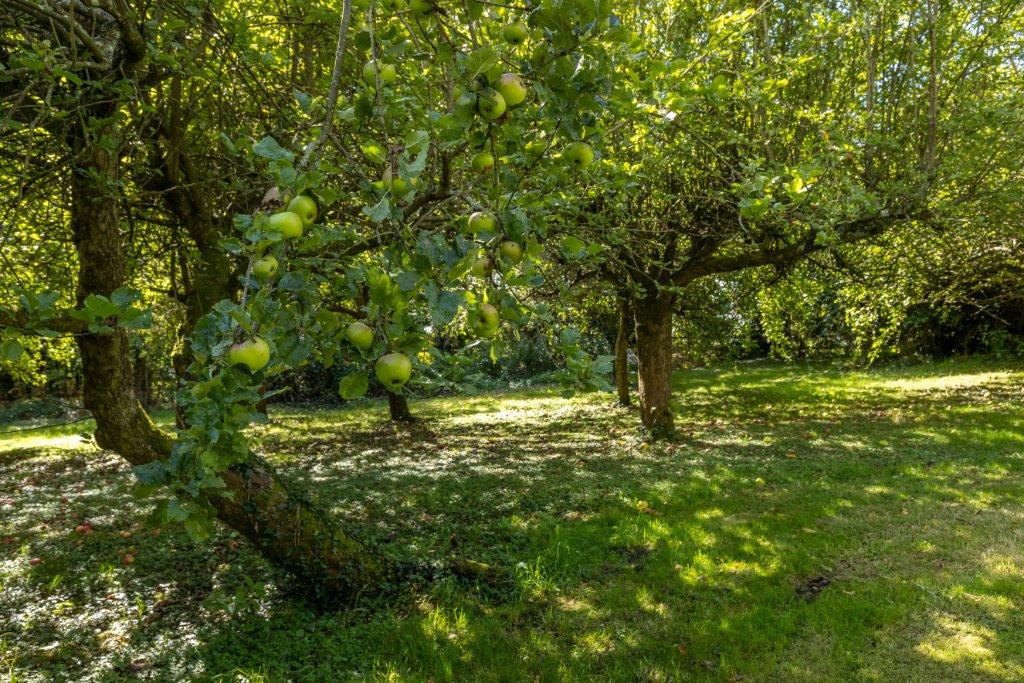 Orchard