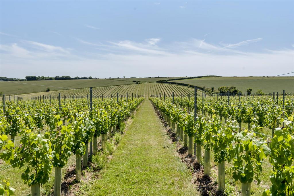 Pilgrims Nook Vineyard.jpg