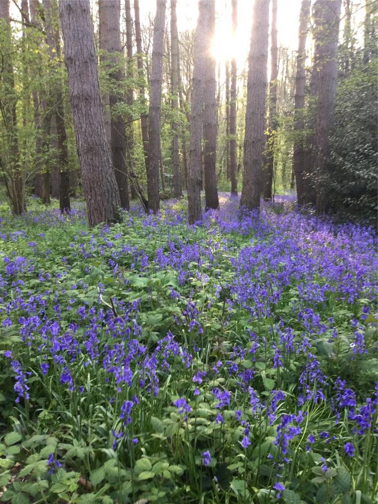 Woodland In May