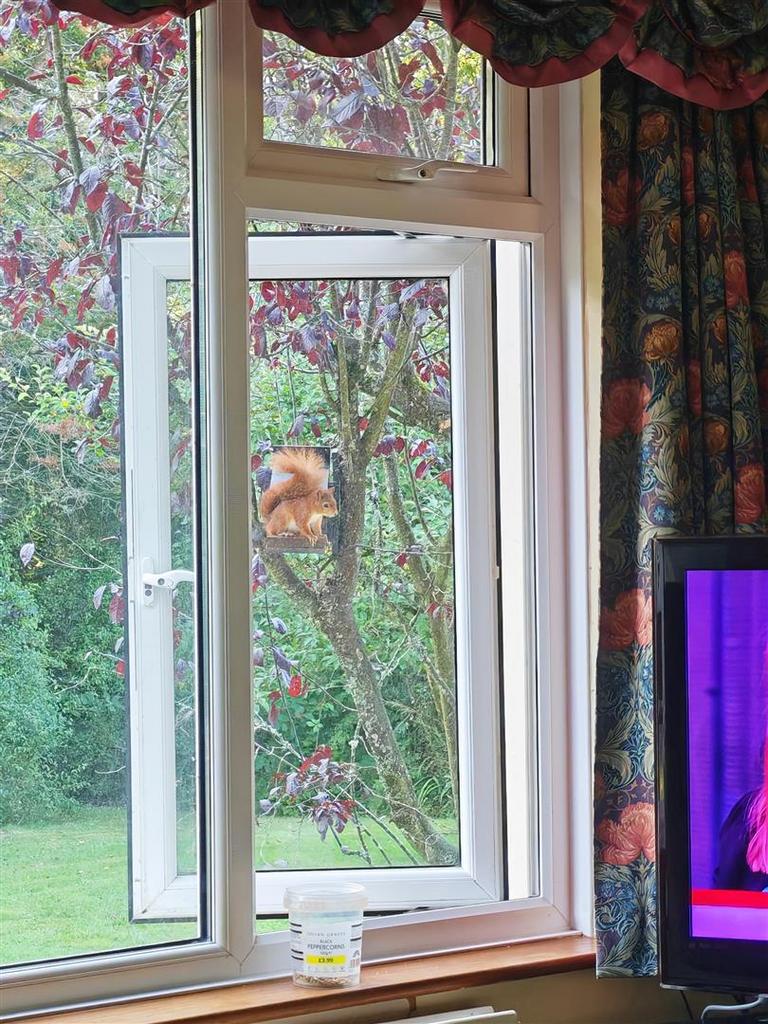 Red Squirrel spotted from Living Room