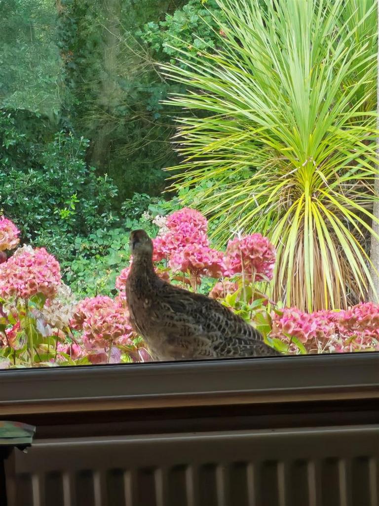 Pheasant spotted from living room