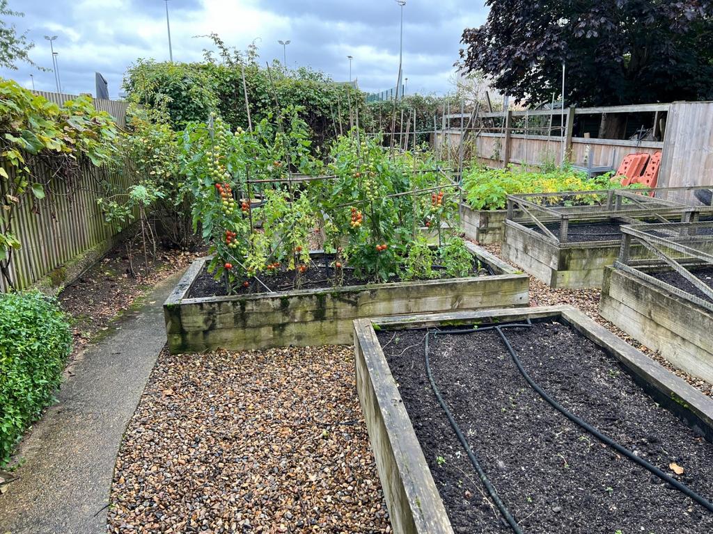 Vegetable Garden