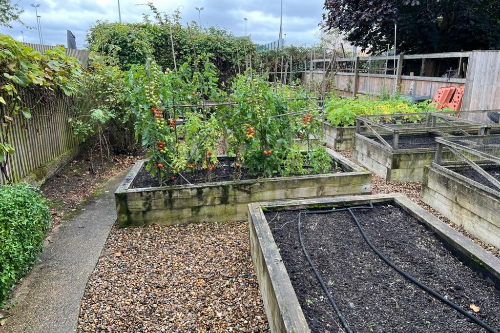 Vegetable Garden