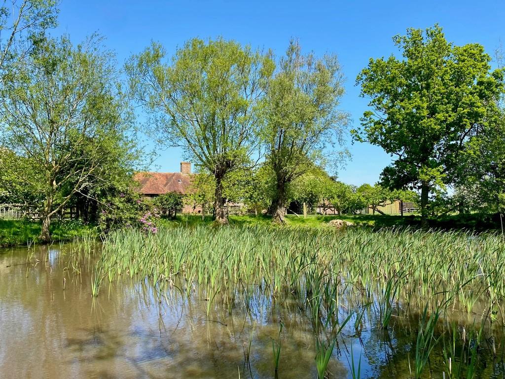 Pond crop