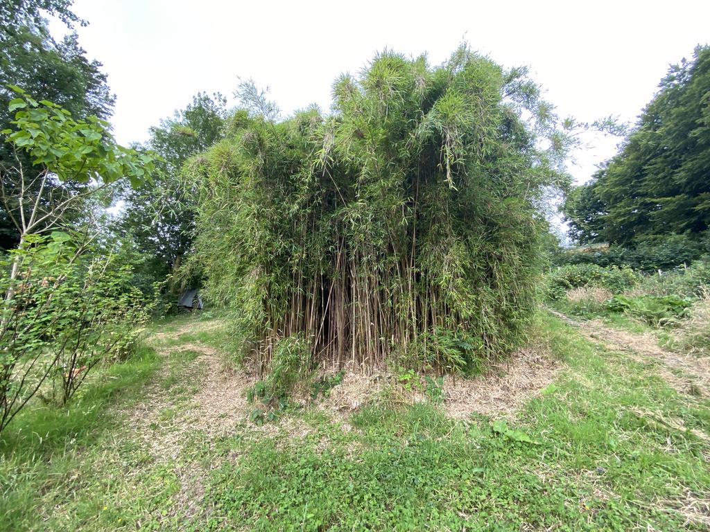 Bamboo stand