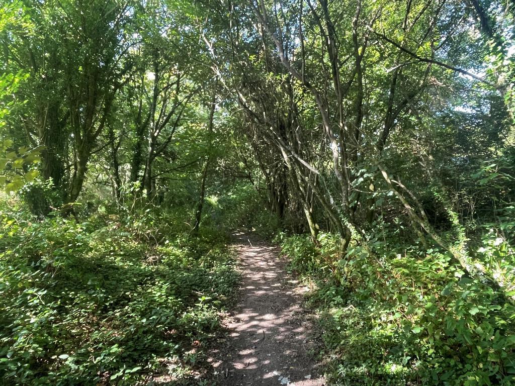 Woodland with footpath