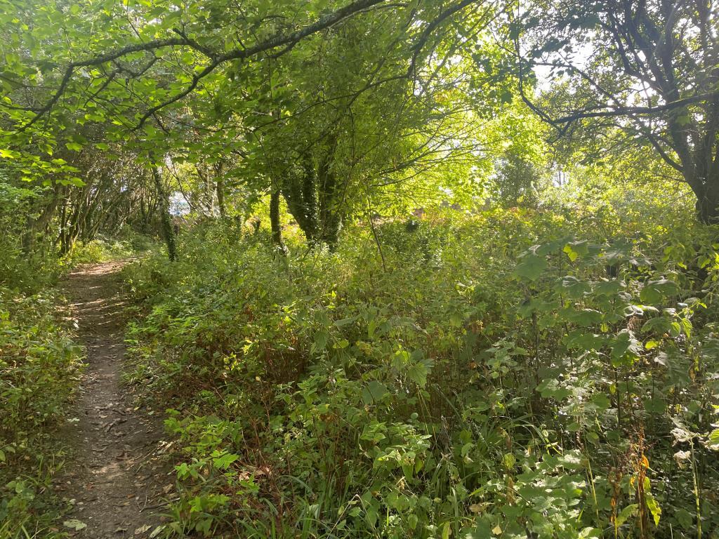 Woodland with footpath from alternative angle