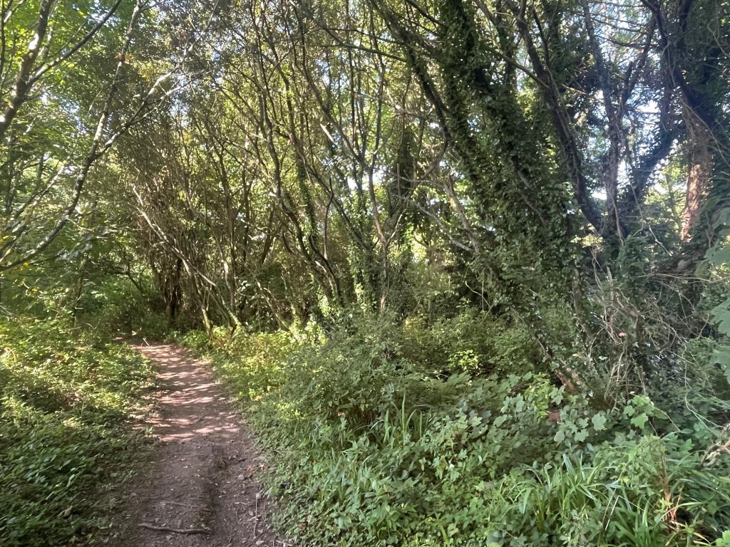 Woodland with footpath from further angle