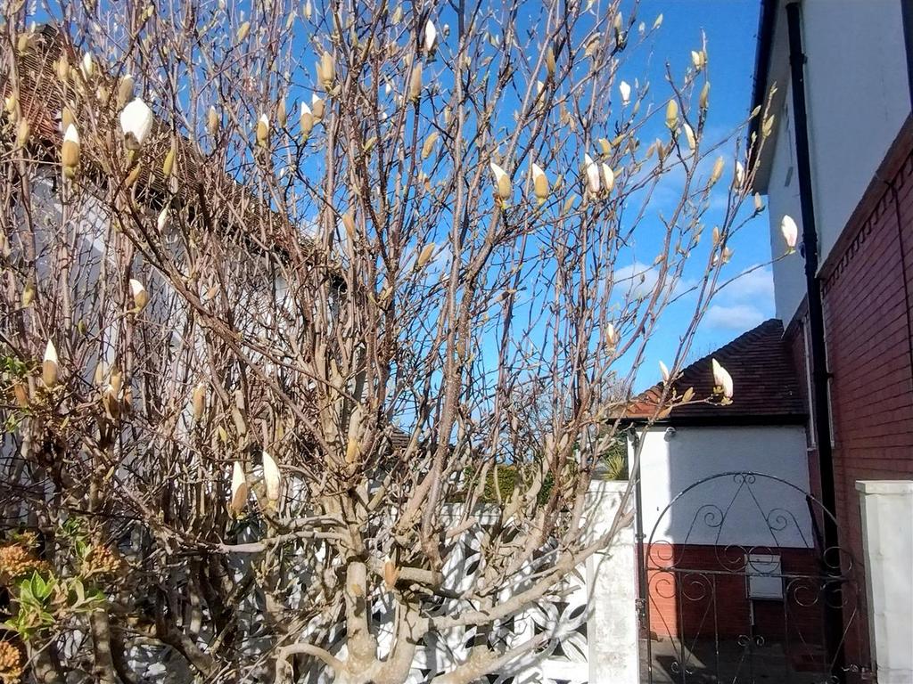 Magnolia tree