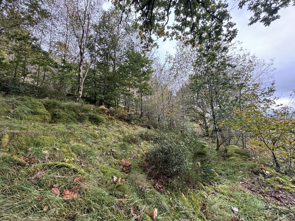 Woodland
