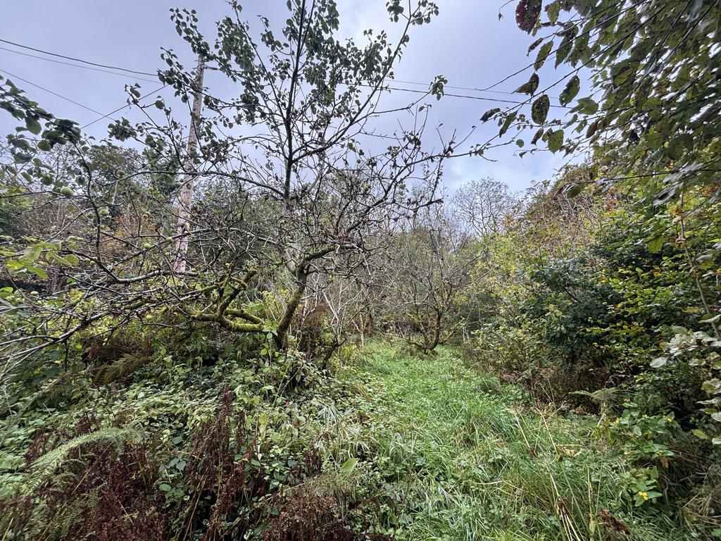 Old traditional apple orchard