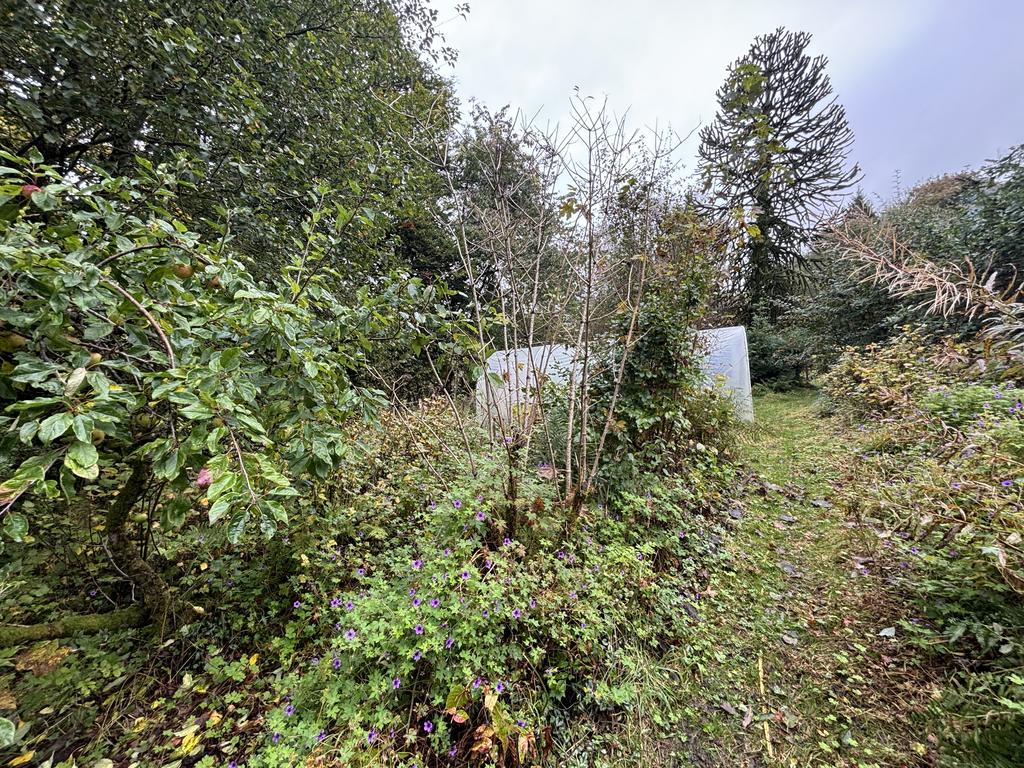 Fruit bush orchard