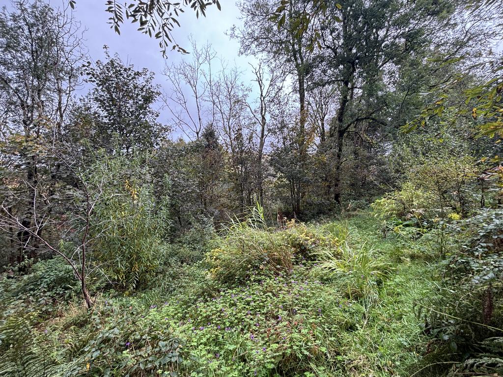 Forest garden
