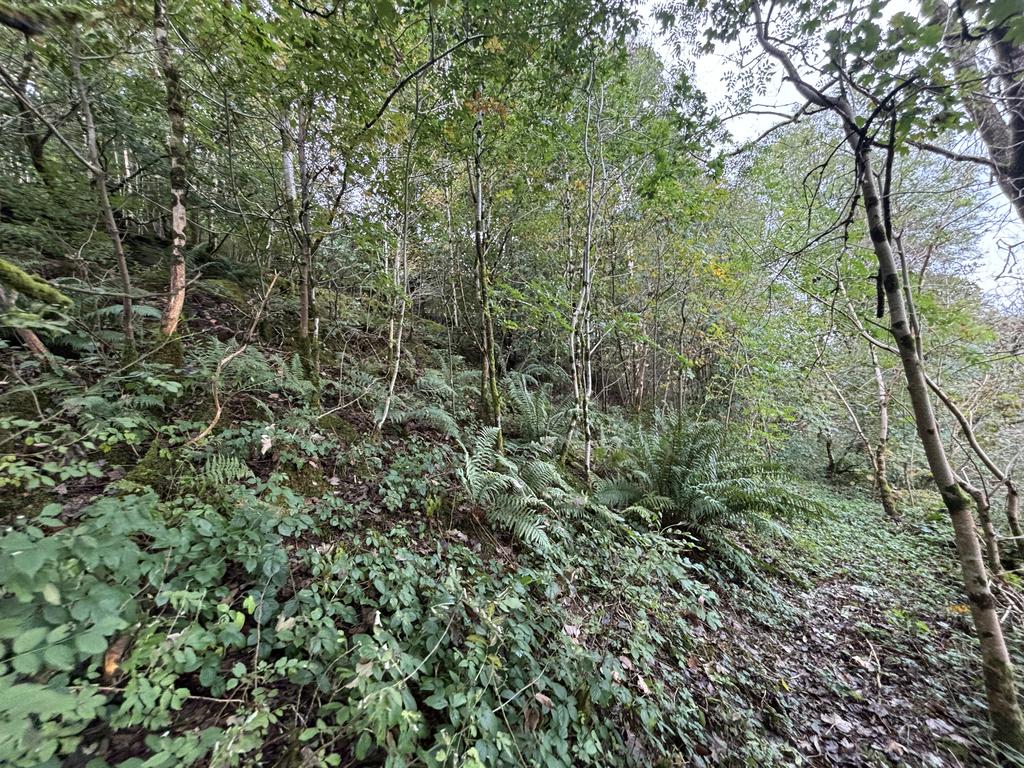 Woodland (second image)