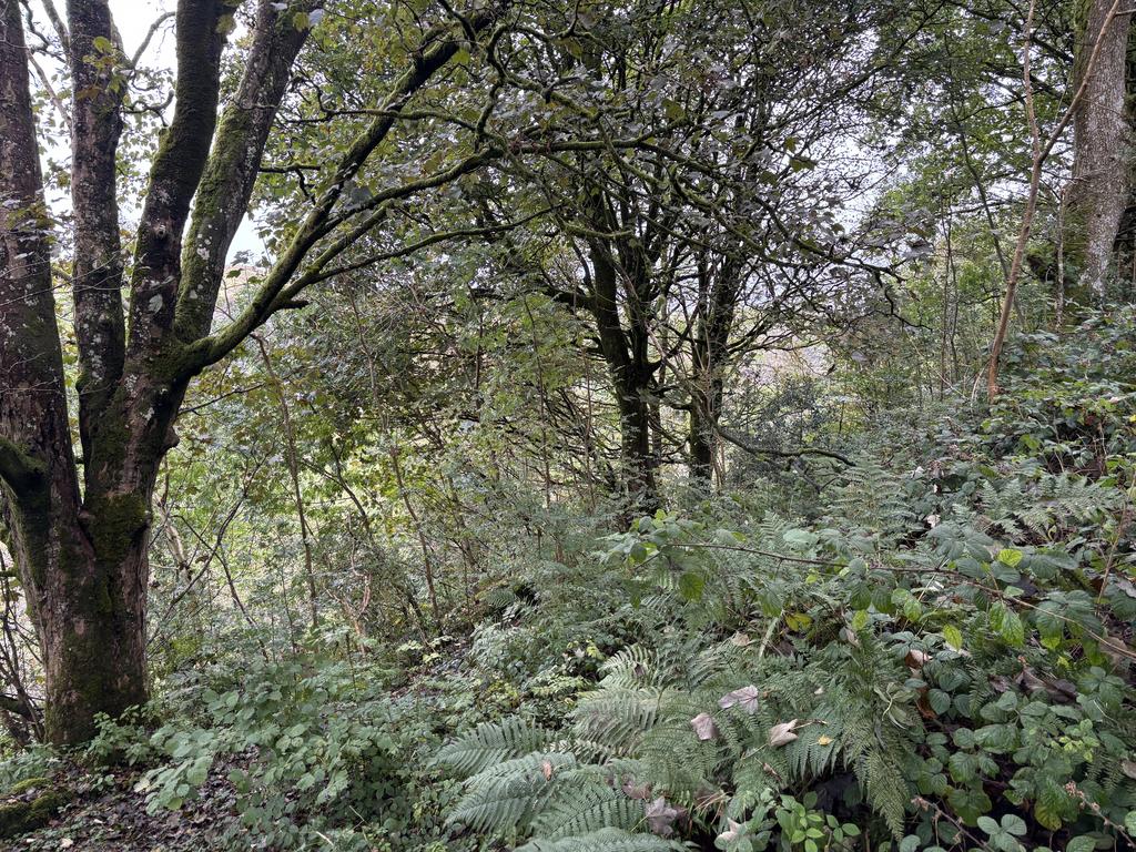 Woodland (third image)