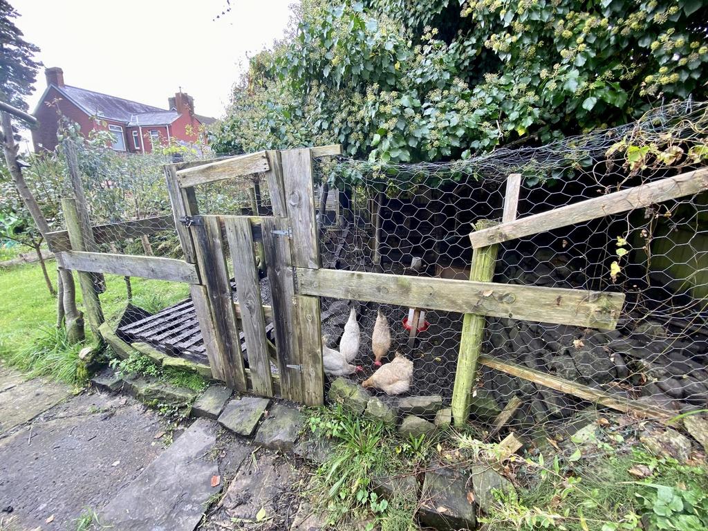 Chicken Shed