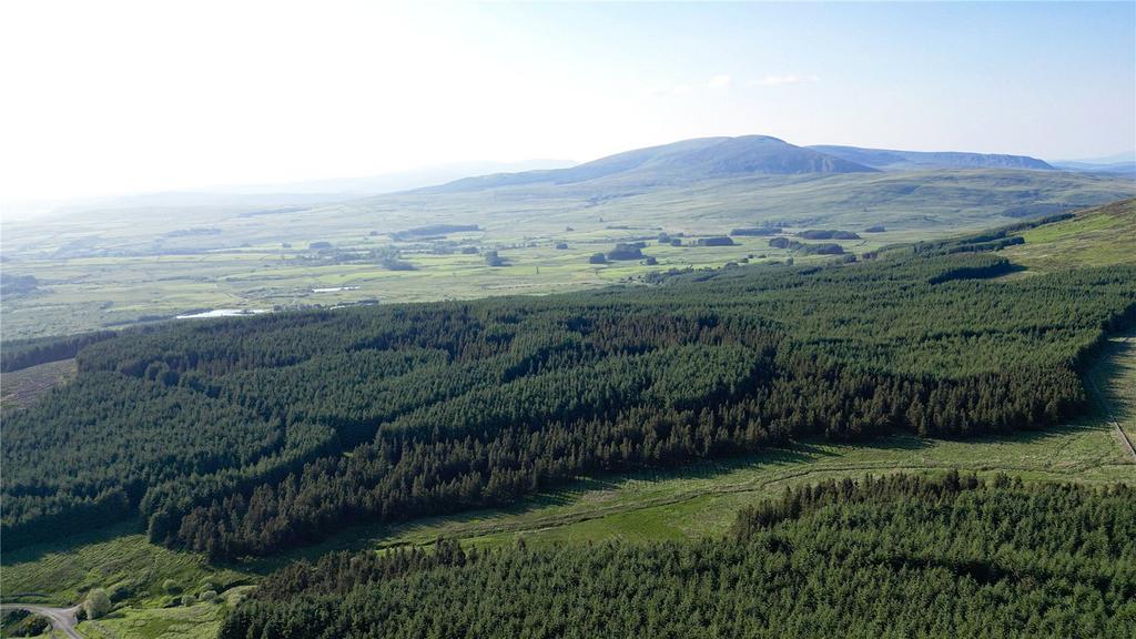 Conifer Forest North