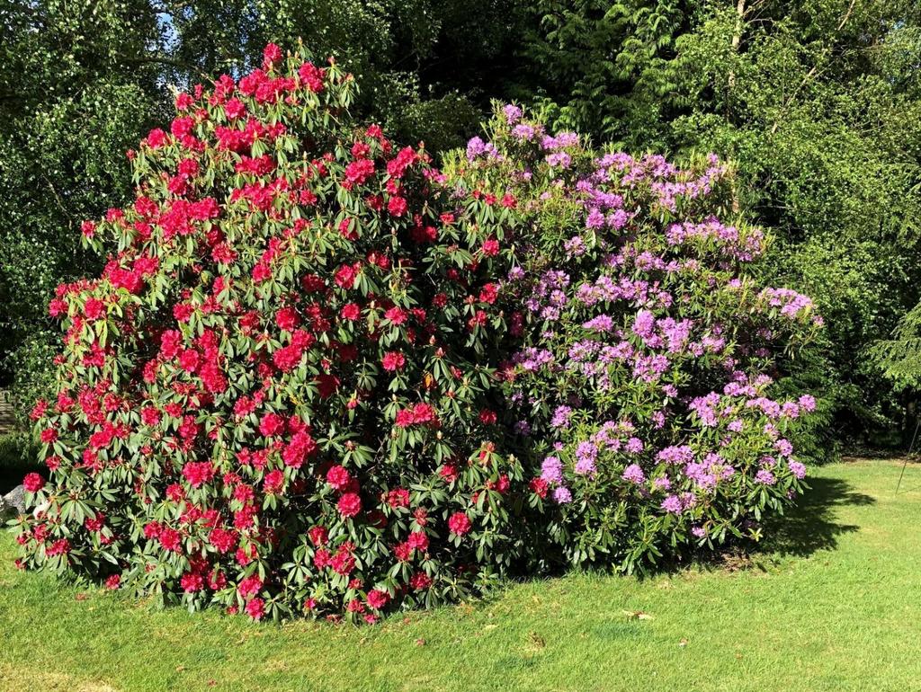 Rhododendron