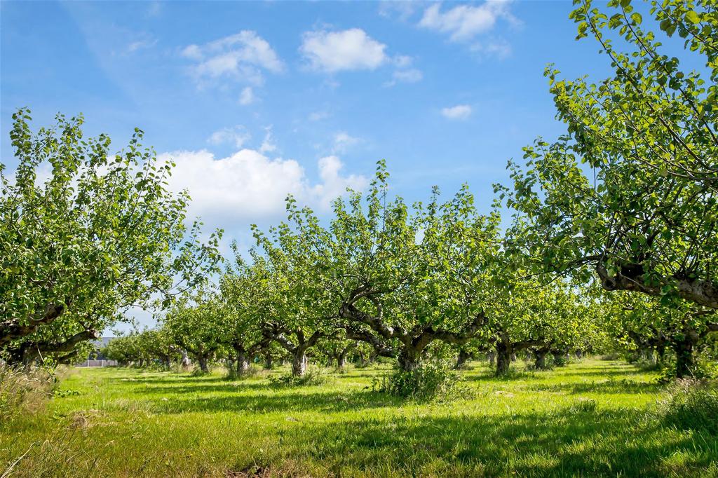 Sourrounding Area - Orchards