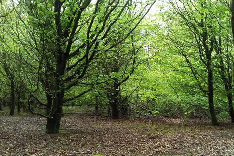 Woodland for sale, Dinas, Trelech, Carmarthenshire SA33