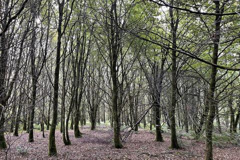 Woodland for sale, Dinas, Trelech, Carmarthenshire SA33