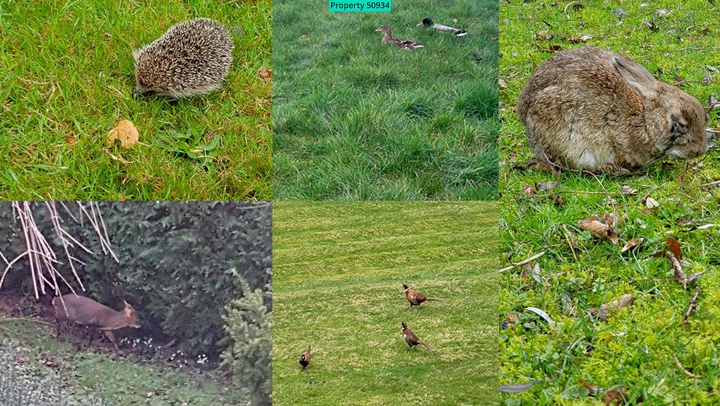Some of the wildlife regularly in your grounds