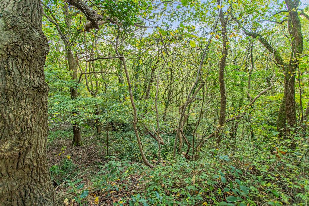 Local Woodland Walks