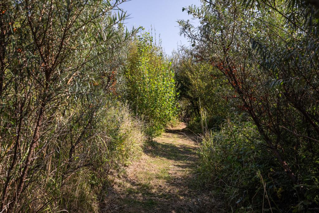 Lower Garden Path