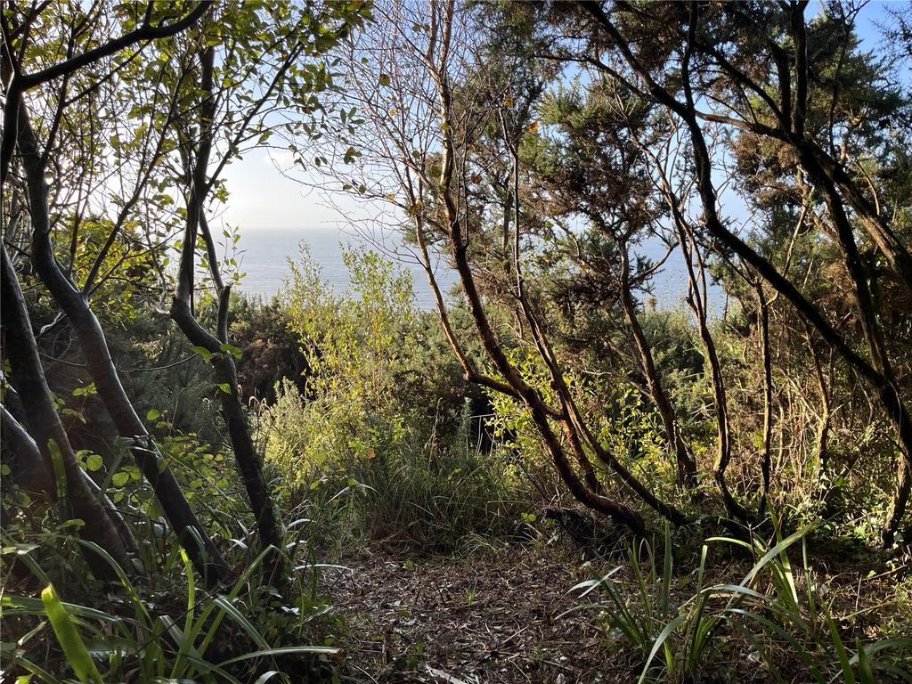 View Through Trees