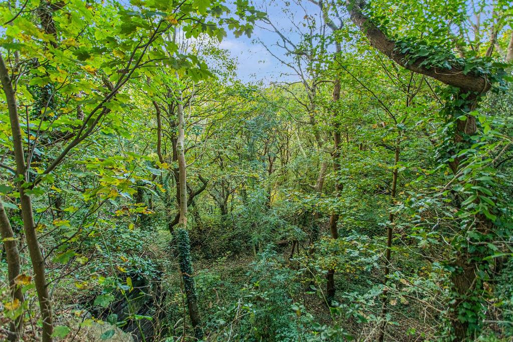 Local Woodland Walks