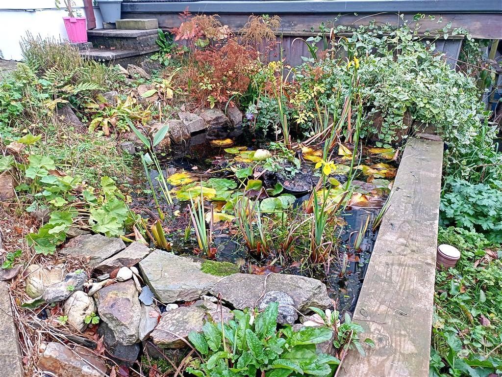 Close Up Of Pond