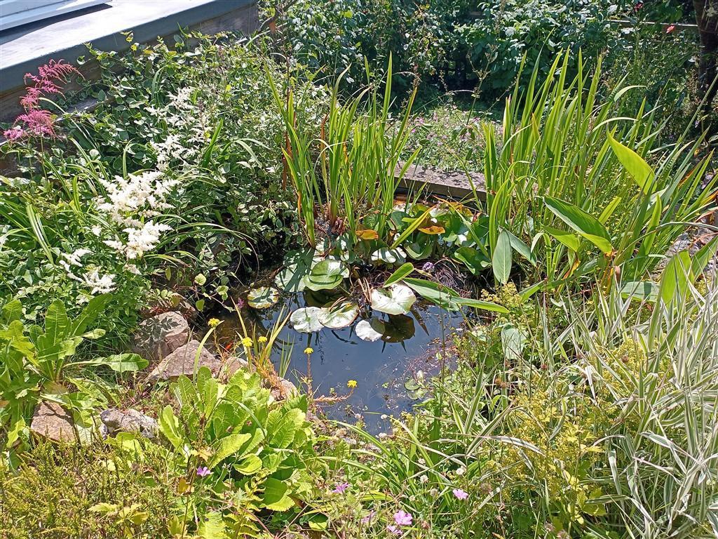 Garden Pond
