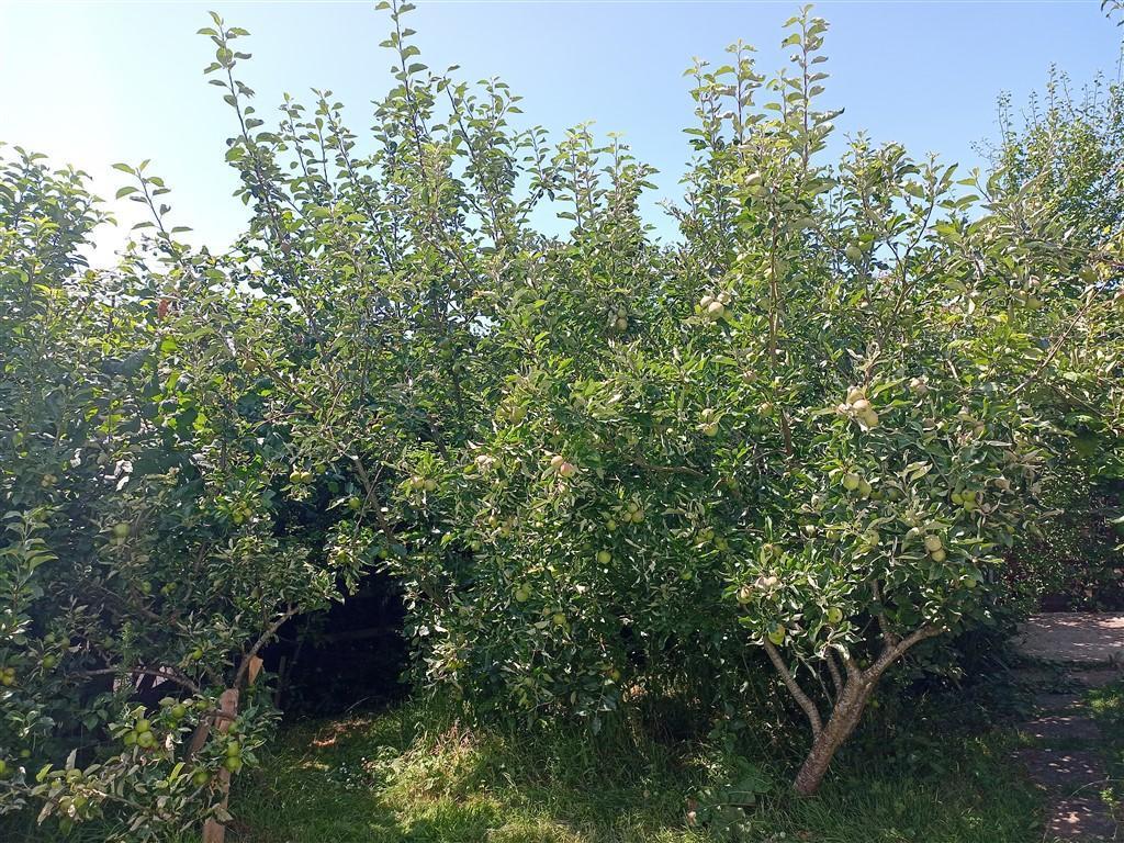 Small Apple Orchard