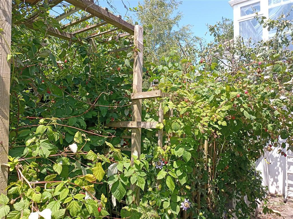 Raspberry Bushes In July