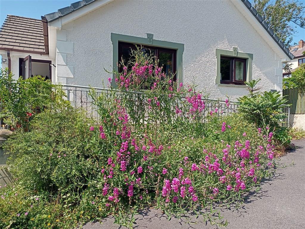 Pretty Flowers In July