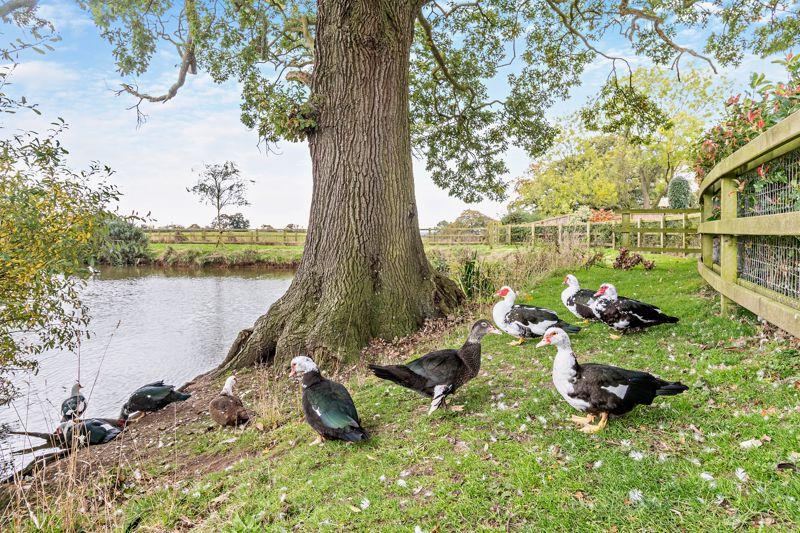 Wildlife and Pond