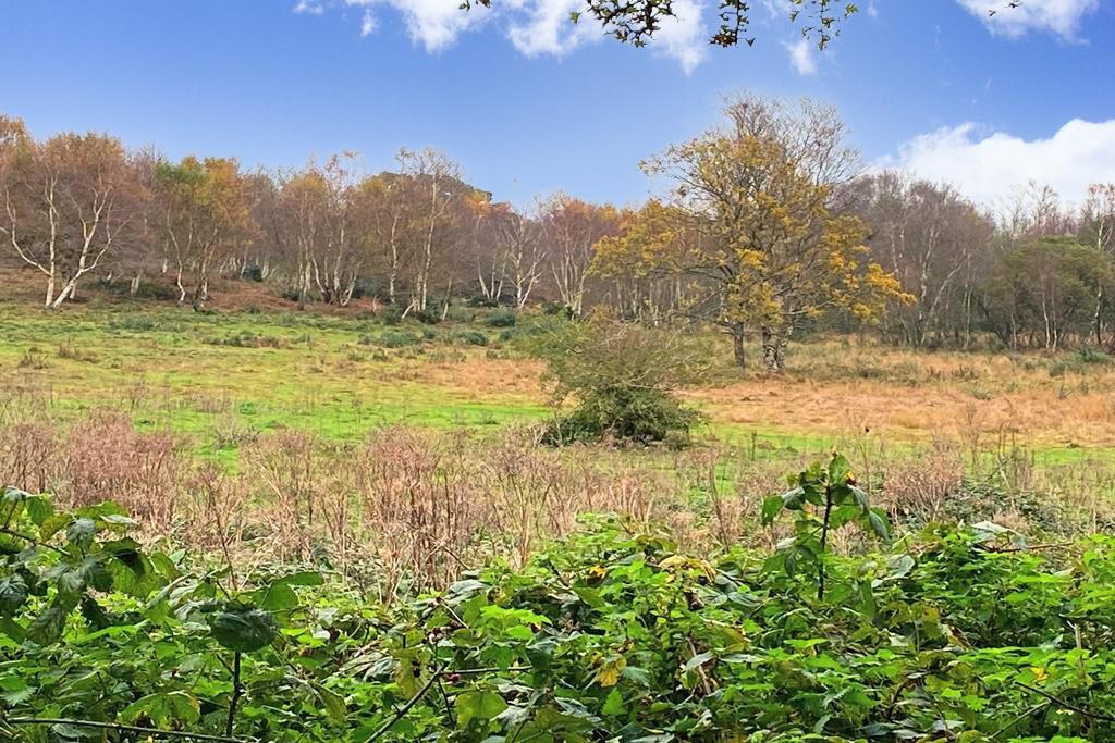 Adjacent Heathland