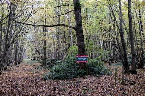 Woodland for sale, Etchden Road, Ashford TN26