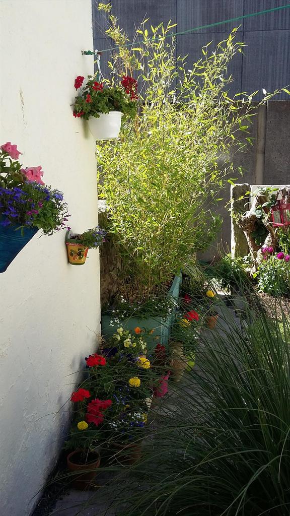 Hanging Basket