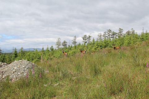 Land for sale, Stag Valley, Achnabobane, Spean Bridge, Highland, PH34 4EX