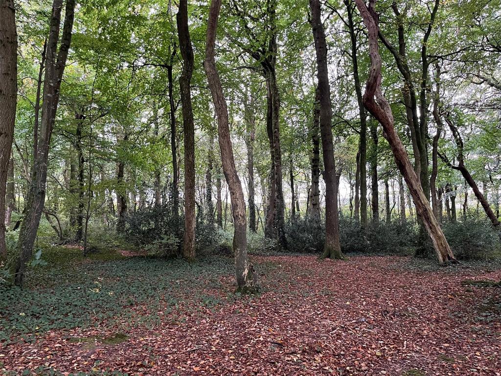 Woodland At Pyworthy