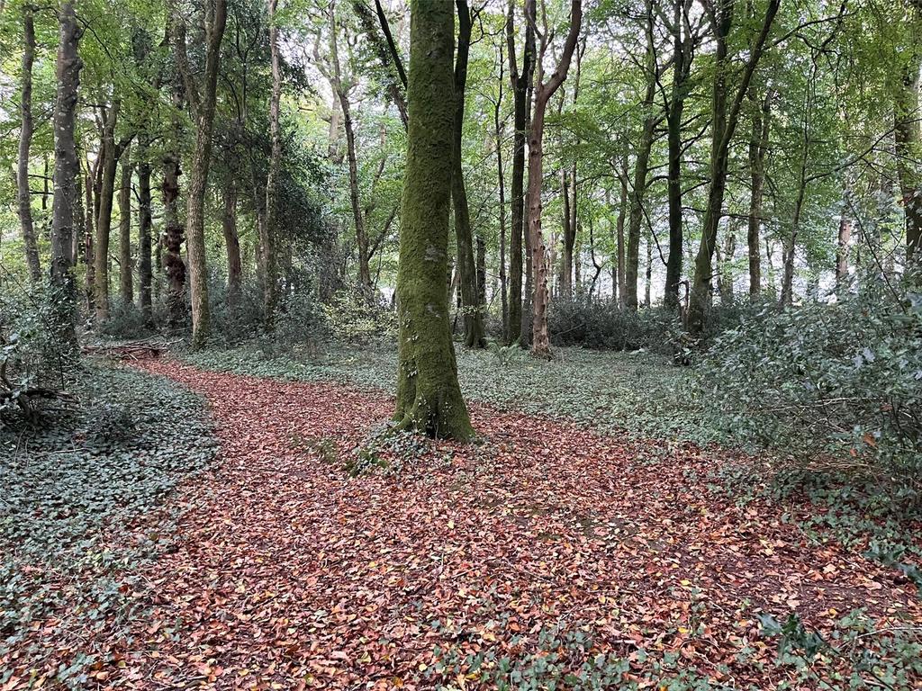 Woodland At Pyworthy