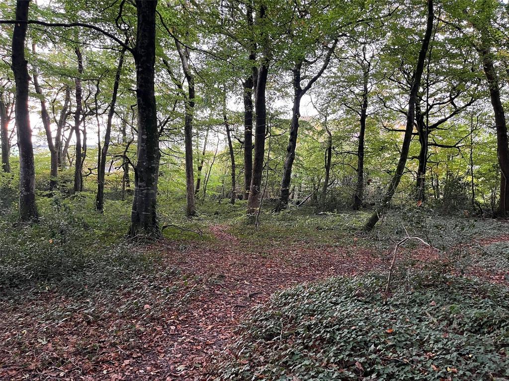 Woodland At Pyworthy