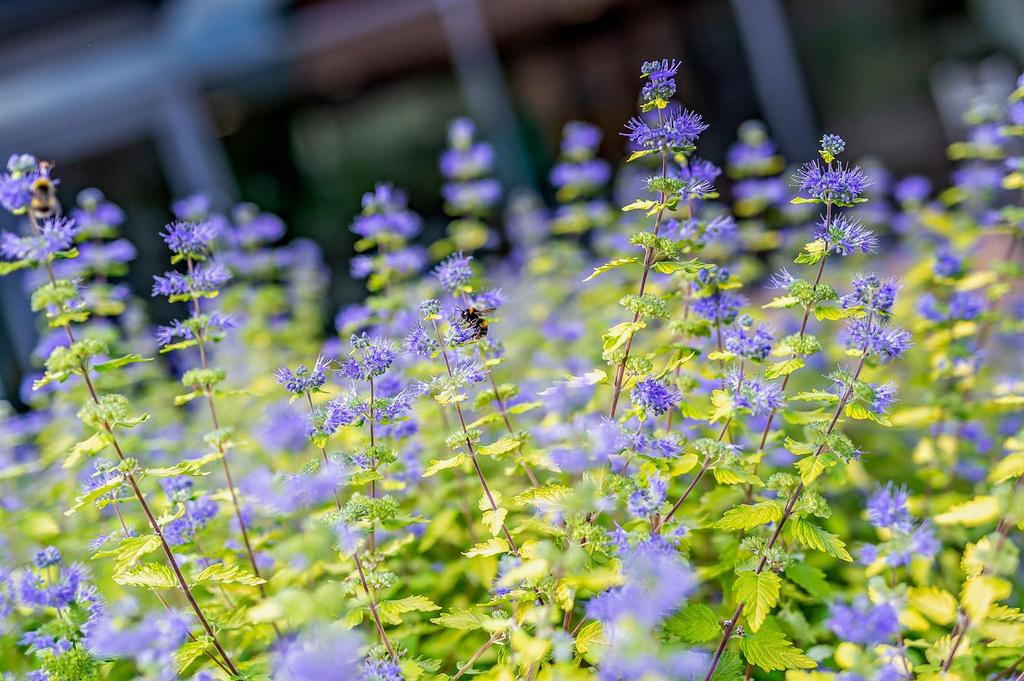 Beckside Gardens
