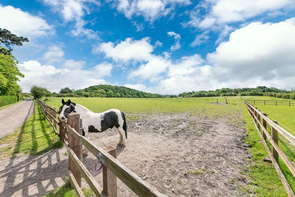 Horse field