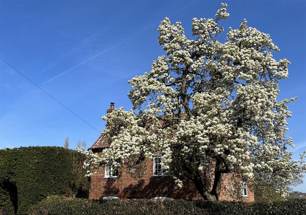 Yew Tree Cottage   Pear Tree in Bloom.jpg