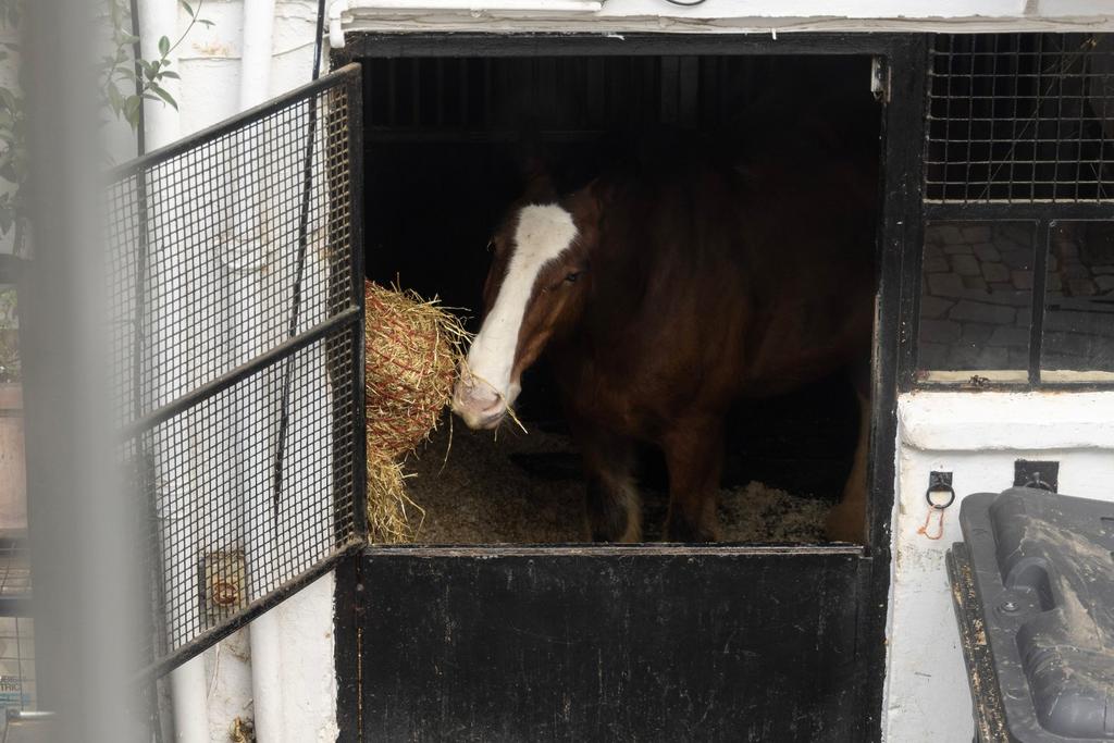 Stables