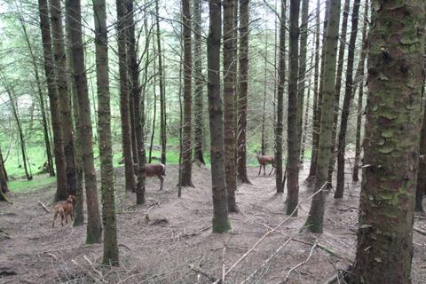 Land for sale, Rutting Season 2, Spean Bridge, Fort William