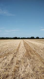 Land for sale, Norwich Road, Little Plumstead, Norfolk NR13